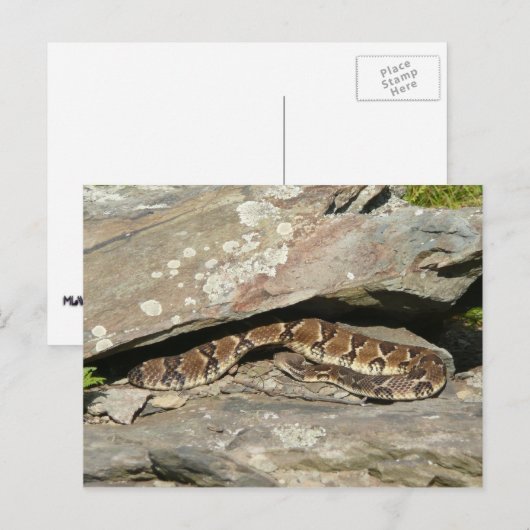Rattlesnake in het Nationaal Park Shenandoah Briefkaart (Voorkant / Achterkant)