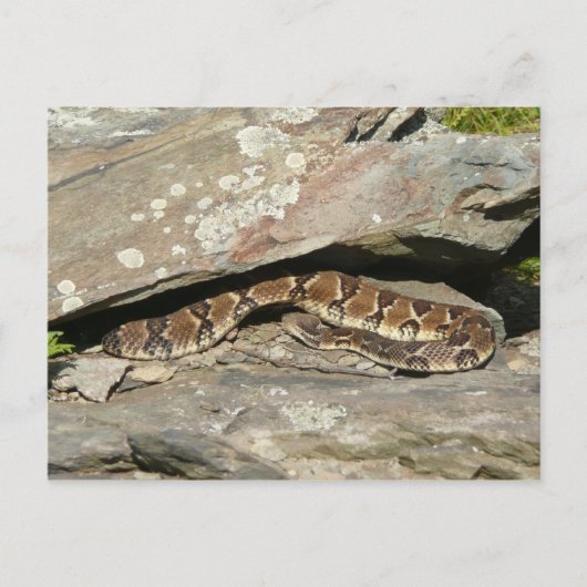 Rattlesnake in het Nationaal Park Shenandoah Briefkaart (Voorkant)