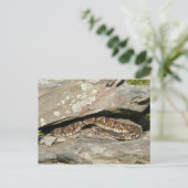 Rattlesnake in het Nationaal Park Shenandoah Briefkaart (Staand voorkant)