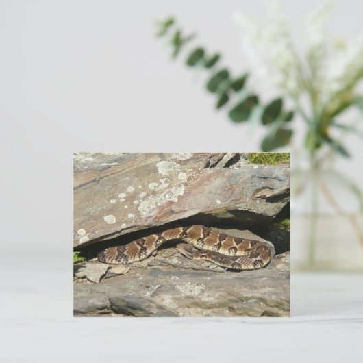 Rattlesnake in het Nationaal Park Shenandoah Briefkaart (Staand voorkant)