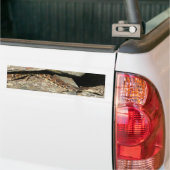Rattlesnake in het Nationaal Park Shenandoah Bumpersticker (Op Truck)