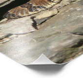 Rattlesnake in het Nationaal Park Shenandoah Foto Afdruk (Hoek)