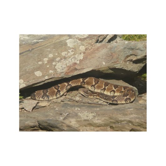 Rattlesnake in het Nationaal Park Shenandoah Houten Poster (Voorkant)