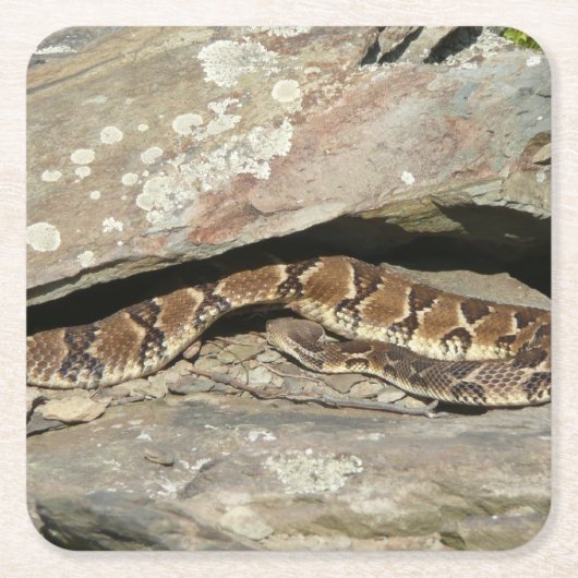 Rattlesnake in het Nationaal Park Shenandoah Kartonnen Onderzetters (Voorkant)