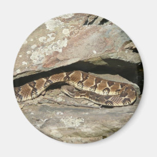 Rattlesnake in het Nationaal Park Shenandoah Magneet