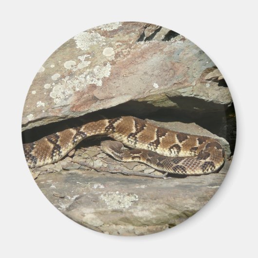 Rattlesnake in het Nationaal Park Shenandoah Magneet (Voorkant)