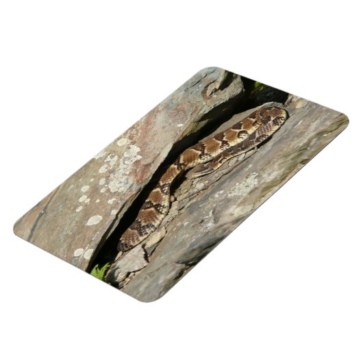 Rattlesnake in het Nationaal Park Shenandoah Magneet (Linkerzijde)