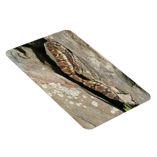 Rattlesnake in het Nationaal Park Shenandoah Magneet (Rechterzijde)