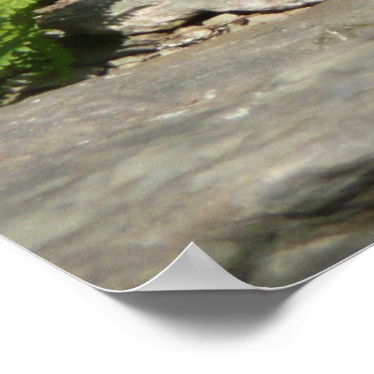 Rattlesnake in het Nationaal Park Shenandoah Poster (Hoek)