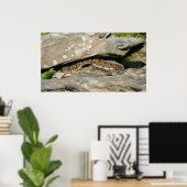 Rattlesnake in het Nationaal Park Shenandoah Poster (Thuiskantoor)