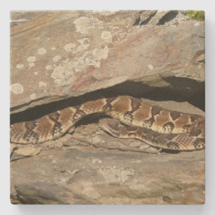 Rattlesnake in het Nationaal Park Shenandoah Stenen Onderzetter