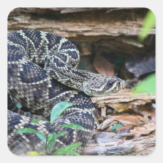 Rattlesnake In The Wild Vierkante Sticker (Voorkant)