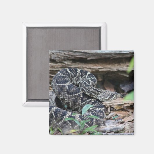 Rattlesnake Magneet (Voorkant / Achterkant)