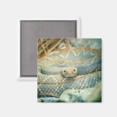 Rattlesnake magnet (Voorkant / Achterkant)