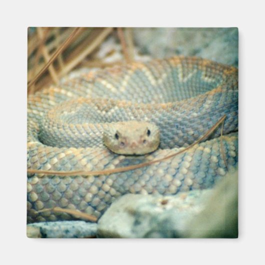 Rattlesnake magnet (Voorkant)