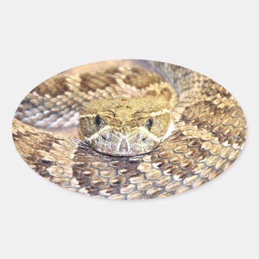 Rattlesnake Ovale Sticker (Voorkant)