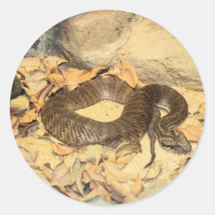Rattlesnake Ronde Sticker
