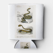 Rattlesnake Saharan horned Viper illustratie Blikjeskoeler (Voorkant)