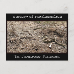 Rattlesnakes in Congres AZ... Briefkaart