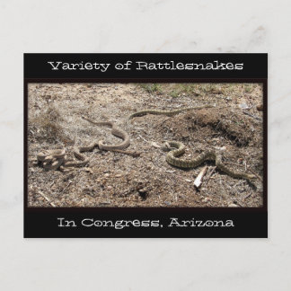 Rattlesnakes in Congres AZ... Briefkaart