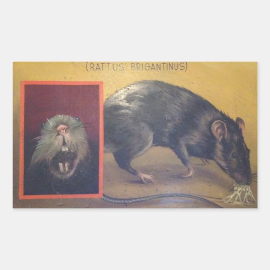 Rattus Brigantinus Sticker (Voorkant)