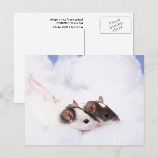 Ratty Briefkaart (Voorkant / Achterkant)