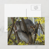 Ratty cuddles Briefkaart (Voorkant / Achterkant)