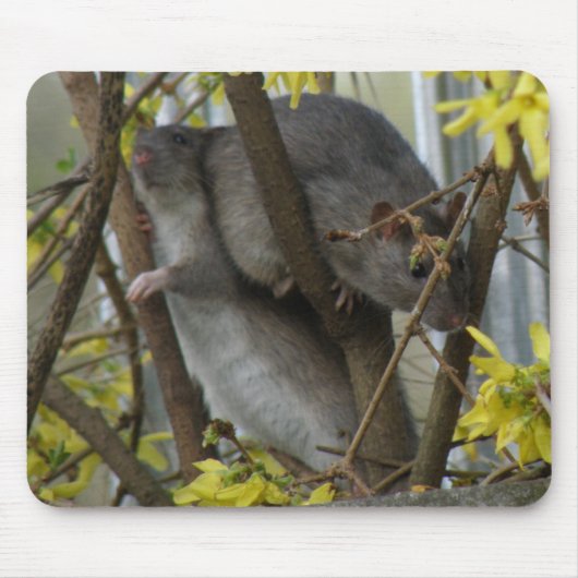 Ratty cuddles Mousepad Muismat (Voorkant)