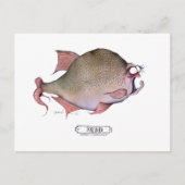 Rauwe vis, tony fernandes briefkaart (Voorkant)