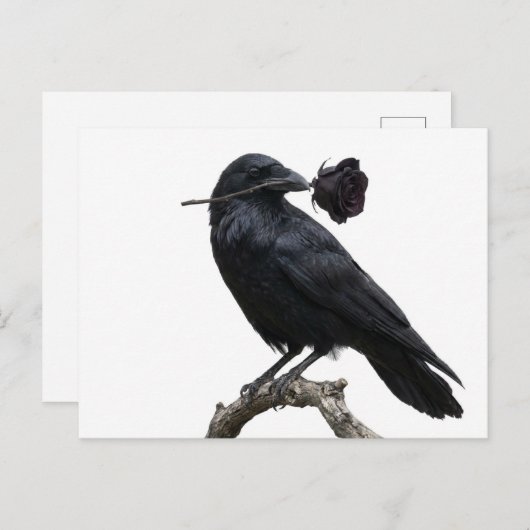 Raven Briefkaart (Voorkant / Achterkant)