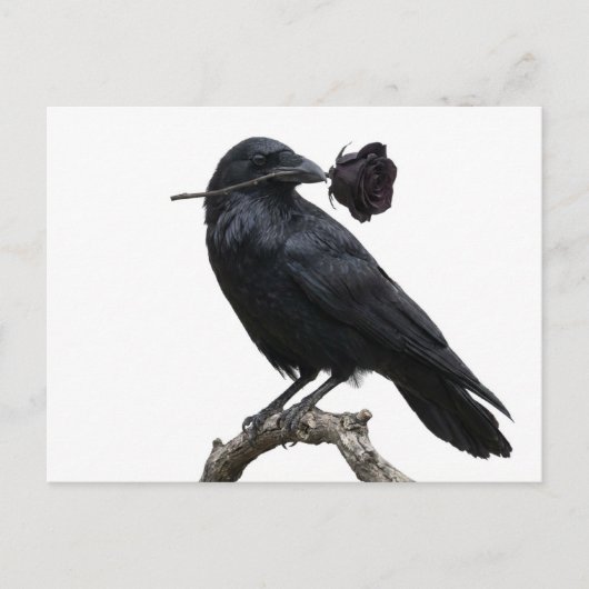 Raven Briefkaart (Voorkant)