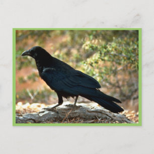 Raven Briefkaart