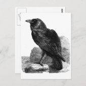 Raven briefkaart (Voorkant / Achterkant)