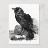 Raven briefkaart (Voorkant)