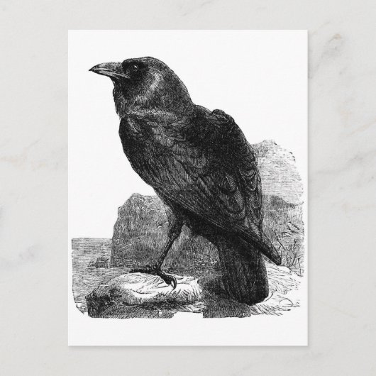 Raven briefkaart (Voorkant)