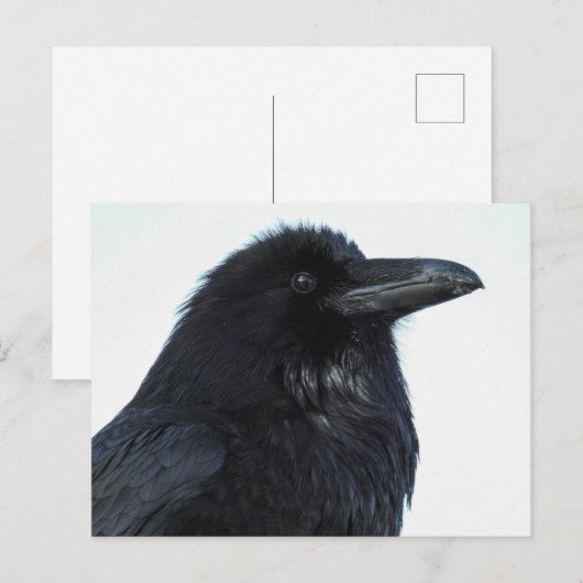 Raven Briefkaart (Voorkant / Achterkant)