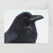 Raven Briefkaart (Voorkant)
