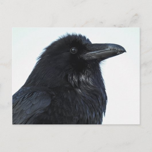 Raven Briefkaart (Voorkant)