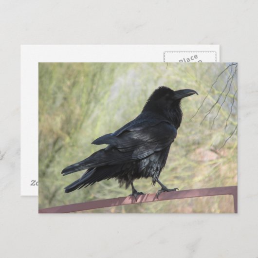 Raven Briefkaart (Voorkant / Achterkant)