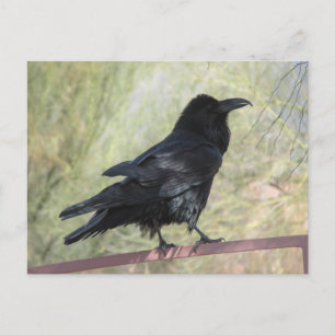 Raven Briefkaart