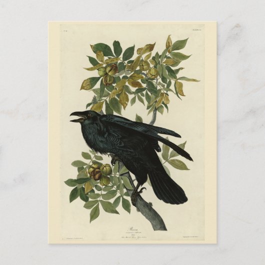 Raven (Common Raven) van Audubon Birds of America Briefkaart (Voorkant)