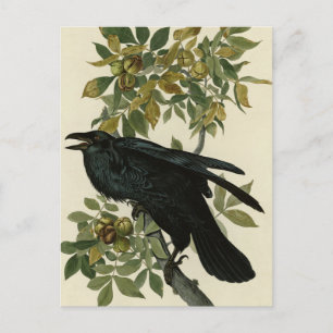 Raven (Common Raven) van Audubon Birds of America Briefkaart