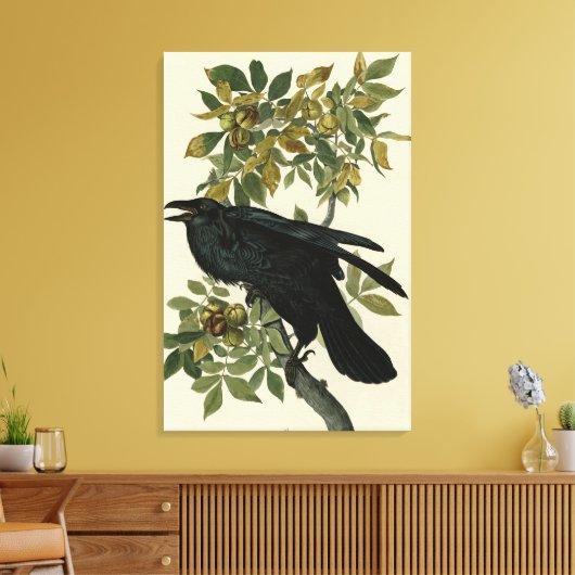 Raven (Common Raven) van Audubon Birds of America Canvas Afdruk (Insitu (Woonkamer))