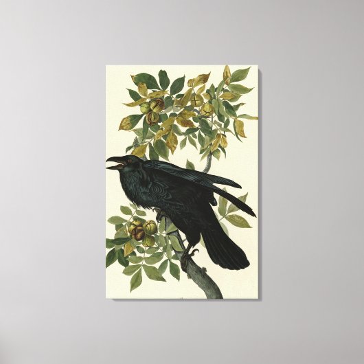 Raven (Common Raven) van Audubon Birds of America Canvas Afdruk (Voorkant)