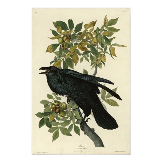 Raven (Common Raven) van Audubon Birds of America Foto Afdruk (Voorkant)