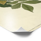 Raven (Common Raven) van Audubon Birds of America Foto Afdruk (Hoek)