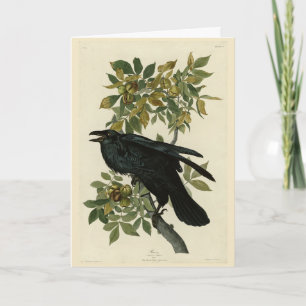 Raven (Common Raven) van Audubon Birds of America Kaart
