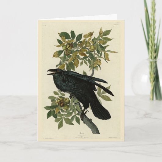 Raven (Common Raven) van Audubon Birds of America Kaart (Voorkant)