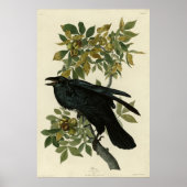Raven (Common Raven) van Audubon Birds of America Poster (Voorkant)