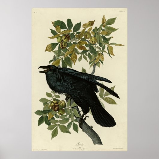Raven (Common Raven) van Audubon Birds of America Poster (Voorkant)